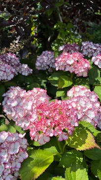 横浜イングリッシュガーデンに投稿された画像（2024/7/7）