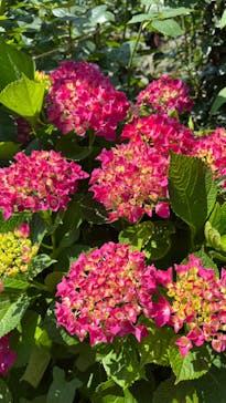 横浜イングリッシュガーデンに投稿された画像（2024/7/7）