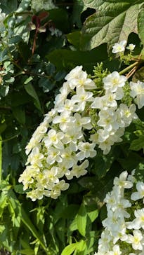 横浜イングリッシュガーデンに投稿された画像（2024/7/7）