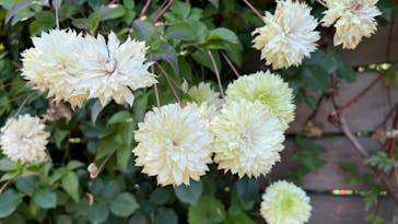 横浜イングリッシュガーデンに投稿された画像（2024/7/7）