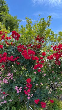 横浜イングリッシュガーデンに投稿された画像（2024/7/7）