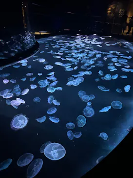 すみだ水族館に投稿された画像（2024/7/7）