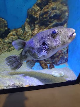 竹島水族館に投稿された画像（2024/7/7）