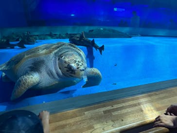 島根県立 しまね海洋館に投稿された画像（2024/7/7）