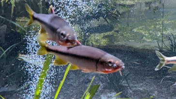 カワスイ 川崎⽔族館に投稿された画像（2024/7/7）