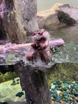 マクセル アクアパーク品川に投稿された画像（2024/7/7）