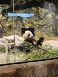 恩賜上野動物園に投稿された画像（2024/7/7）
