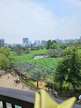 恩賜上野動物園に投稿された画像（2024/7/7）