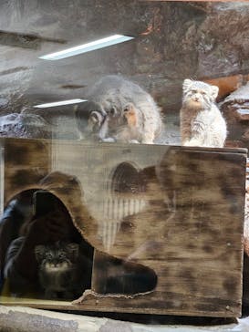 恩賜上野動物園に投稿された画像（2024/7/7）