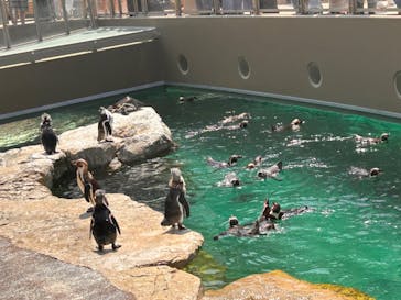 アクアワールド茨城県大洗水族館に投稿された画像（2024/7/7）