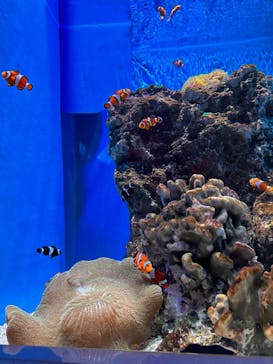 アクアワールド茨城県大洗水族館に投稿された画像（2024/7/7）