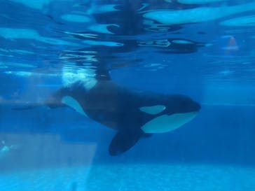 鴨川シーワールドに投稿された画像（2024/7/7）