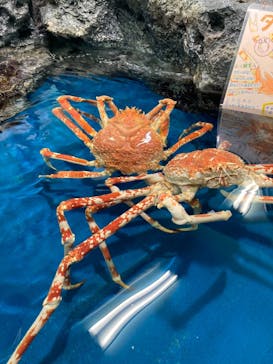 竹島水族館に投稿された画像（2024/7/7）