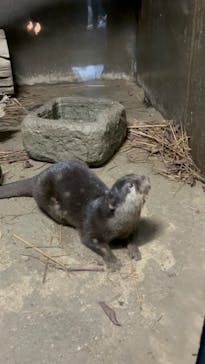 世界淡水魚園水族館　アクア・トトぎふに投稿された画像（2024/7/7）