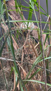 世界淡水魚園水族館　アクア・トトぎふに投稿された画像（2024/7/7）