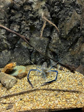 世界淡水魚園水族館　アクア・トトぎふに投稿された画像（2024/7/7）