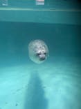 下田海中水族館に投稿された画像（2024/7/7）