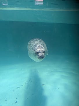 下田海中水族館に投稿された画像（2024/7/7）