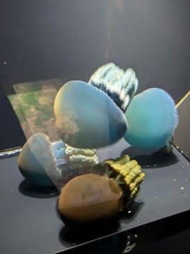 下田海中水族館に投稿された画像（2024/7/7）