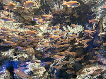 しながわ水族館に投稿された画像（2024/7/7）