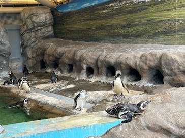 しながわ水族館に投稿された画像（2024/7/7）