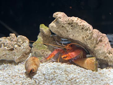 しながわ水族館に投稿された画像（2024/7/7）