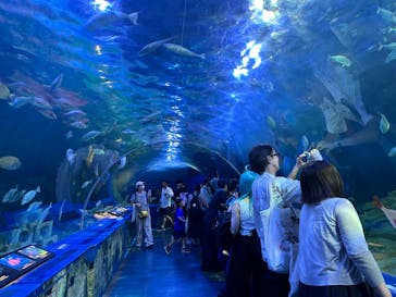 しながわ水族館に投稿された画像（2024/7/7）