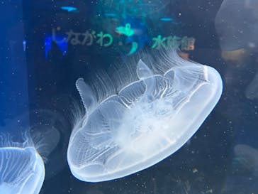 しながわ水族館に投稿された画像（2024/7/7）