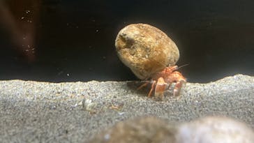 竹島水族館に投稿された画像（2024/7/7）