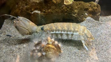 竹島水族館に投稿された画像（2024/7/7）