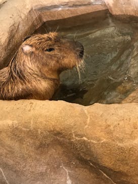 新江ノ島水族館に投稿された画像（2024/7/7）