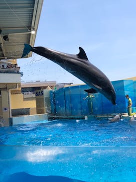 新江ノ島水族館に投稿された画像（2024/7/7）