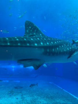 沖縄美ら海水族館に投稿された画像（2024/7/7）