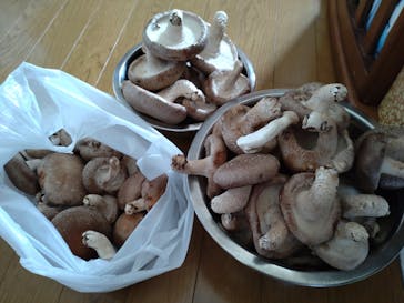 トクリン　こんどうちゃんきのこ農園に投稿された画像（2024/7/7）