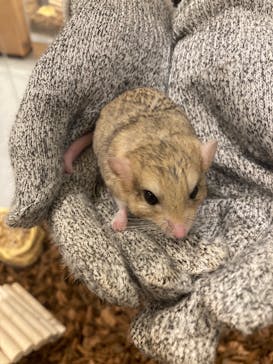 Moff animal cafe イオンモール新利府店に投稿された画像（2024/7/7）