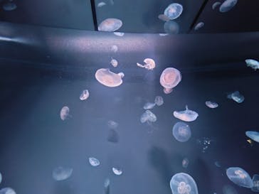 サンシャイン水族館に投稿された画像（2024/7/7）