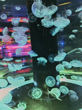 マクセル アクアパーク品川に投稿された画像（2024/7/7）