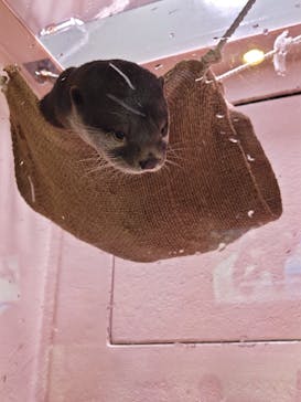 マクセル アクアパーク品川に投稿された画像（2024/7/7）