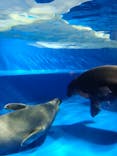 サンシャイン水族館に投稿された画像（2024/7/7）