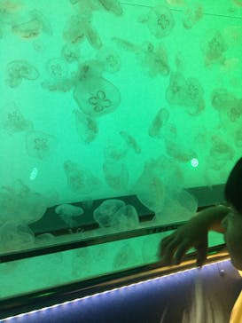 アクアワールド茨城県大洗水族館に投稿された画像（2024/7/7）