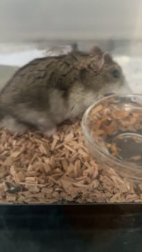 レプタイルズフィーバー2025に投稿された画像（2024/7/7）