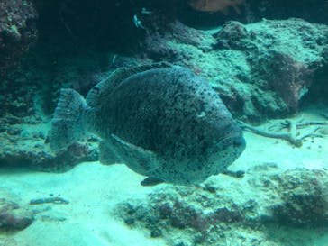 沖縄美ら海水族館に投稿された画像（2024/7/7）