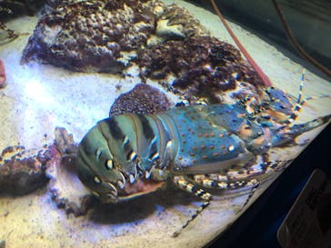 沖縄美ら海水族館に投稿された画像（2024/7/7）