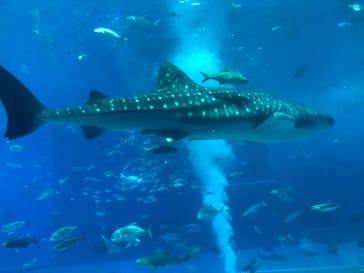 沖縄美ら海水族館に投稿された画像（2024/7/7）