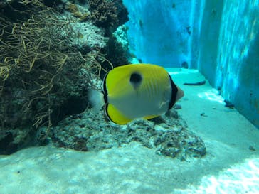 沖縄美ら海水族館に投稿された画像（2024/7/7）