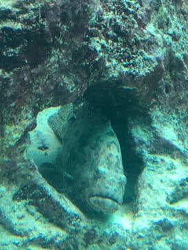 沖縄美ら海水族館に投稿された画像（2024/7/7）