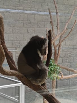 淡路ファームパーク イングランドの丘に投稿された画像（2024/7/7）