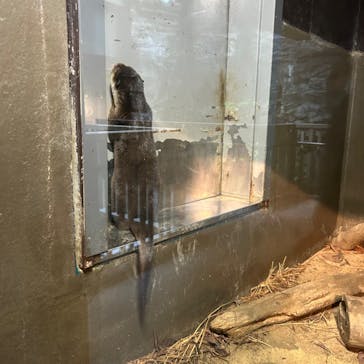 世界淡水魚園水族館　アクア・トトぎふに投稿された画像（2024/7/7）