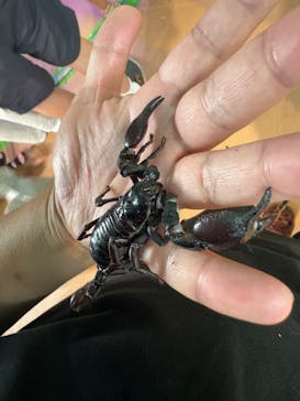 いきもの探検隊上尾に投稿された画像（2024/7/7）