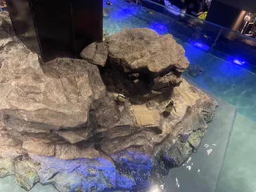 すみだ水族館に投稿された画像（2024/7/7）